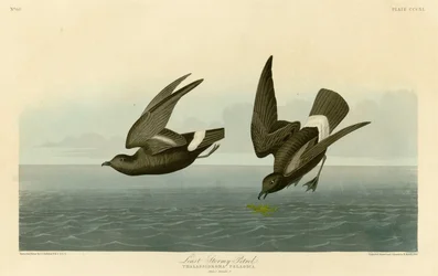 Planche 340 des Oiseaux d